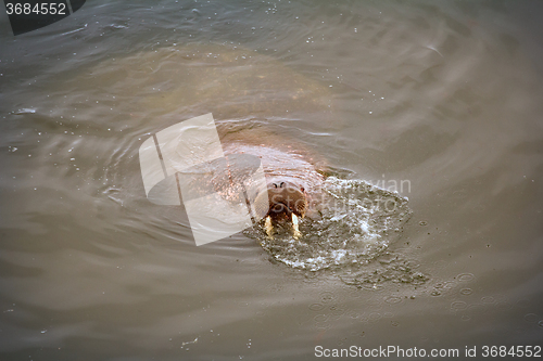 Image of very very big and thick swimmer of Arctic ocean