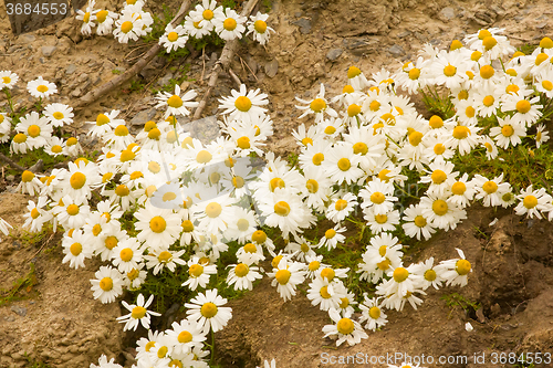 Image of  Arctic daisies Northern flowers