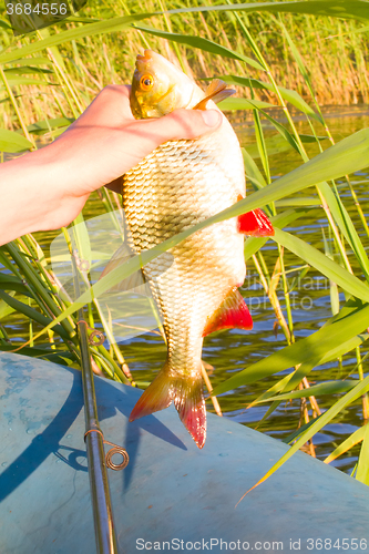 Image of summer lake fishing Rudd fish