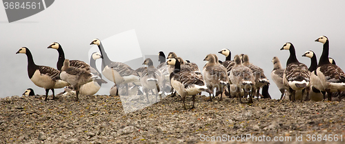 Image of Goose nursery in the arctic wilderness