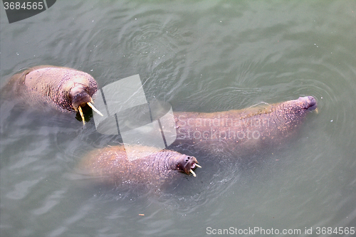 Image of Marine animals in ocean walrus