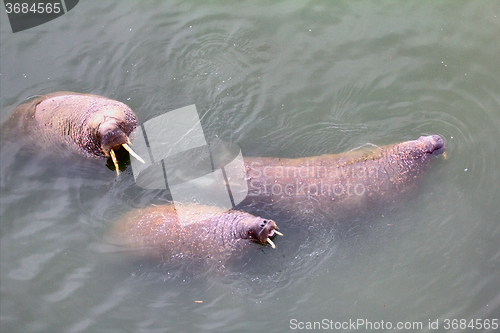 Image of Marine animals in ocean walrus