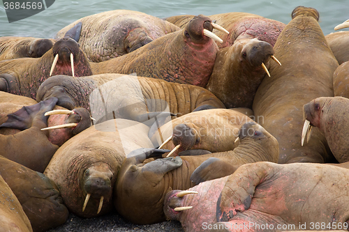 Image of Crawling, fighting, sleeping soundly - Atlantic walruses on the shore of the island of Vaigach, Arctic, Barents sea