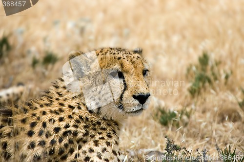 Image of cheetah