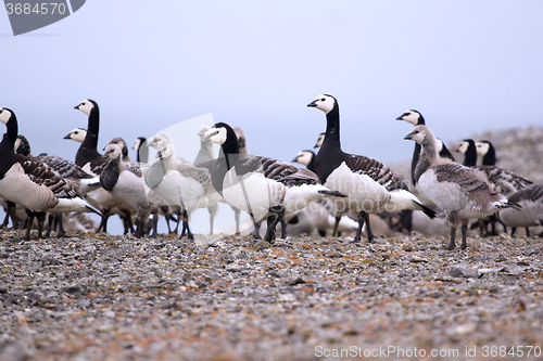 Image of Goose nursery in the arctic wilderness