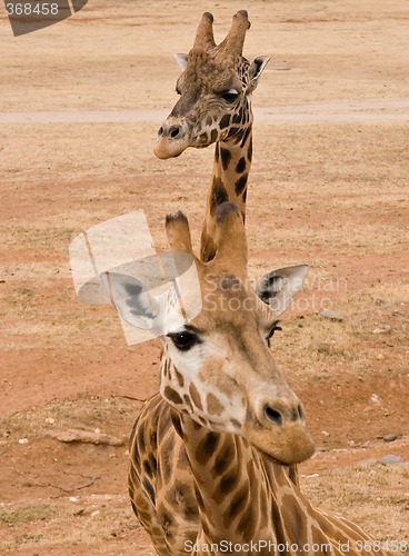 Image of two giraffes