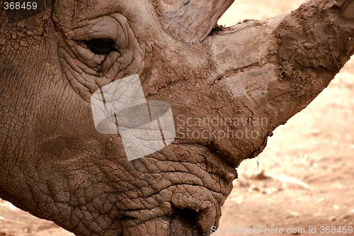 Image of rhino close up