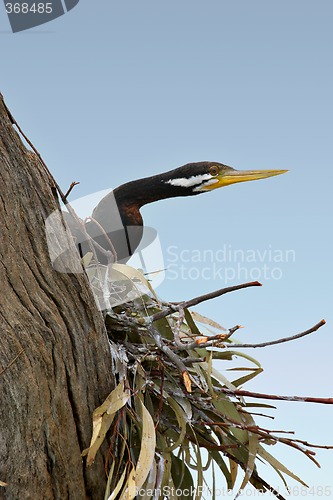 Image of pied cormorant