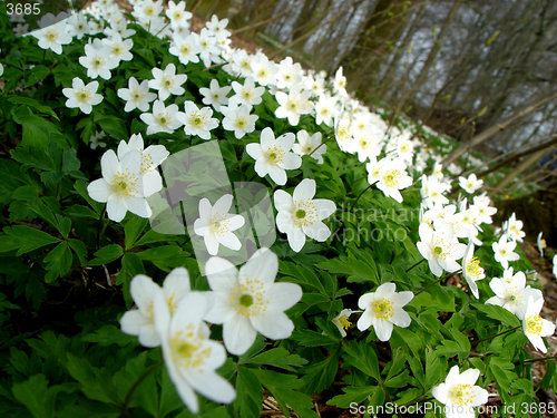 Image of spring forest