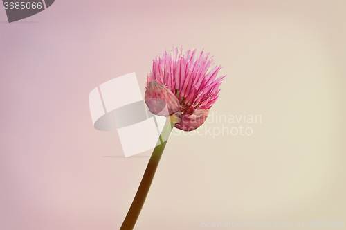 Image of Purple chive flower