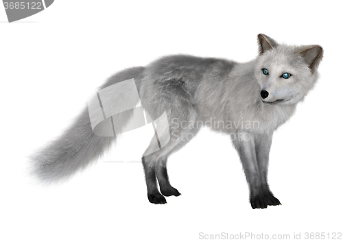 Image of Arctic Fox on White