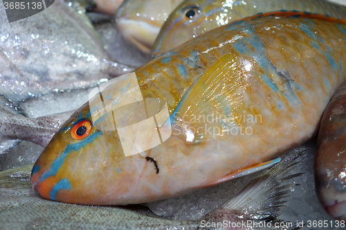 Image of Fresh TuskFish in market