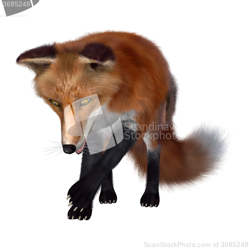 Image of Red Fox on White