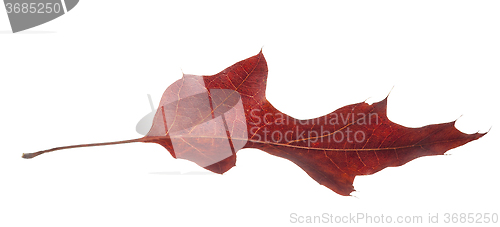 Image of Read Oak Leaf Falling
