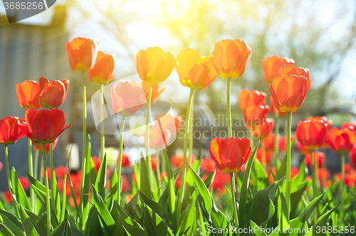 Image of Field of red colored tulips 