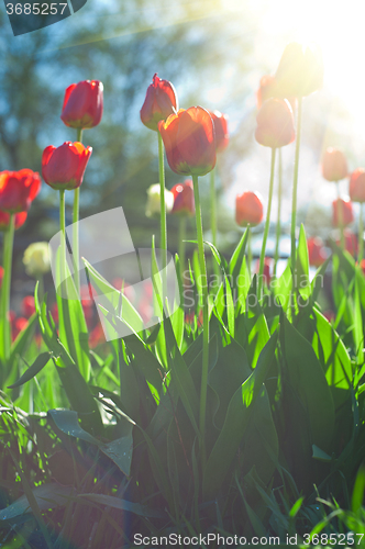 Image of Field of red colored tulips 