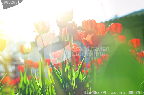 Image of Field of red colored tulips 