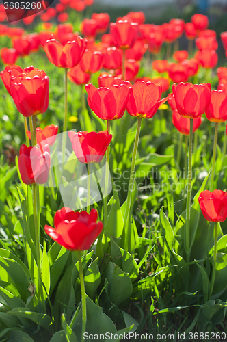 Image of Field of red colored tulips 
