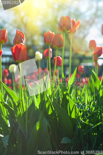 Image of Field of red colored tulips 