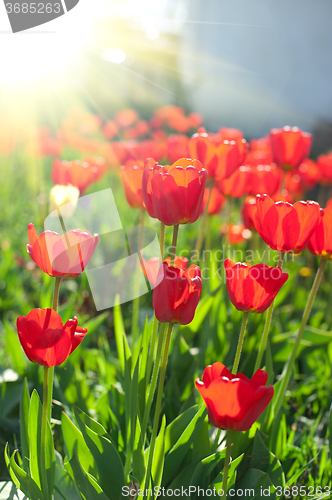 Image of Field of red colored tulips 
