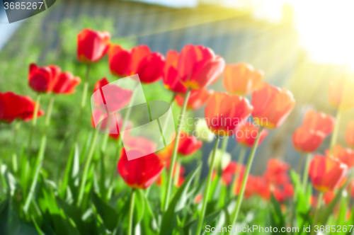 Image of Blurred background of red colored tulips