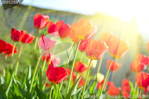 Image of Field of red colored tulips 