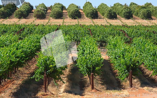 Image of oranges and grapes