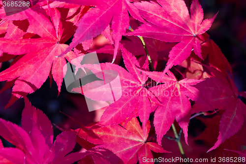 Image of Red autumn leaves 