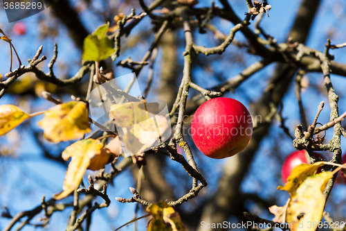 Image of Red apple on a tree (autumn)