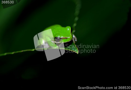 Image of little frog