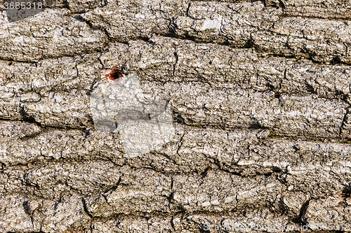 Image of Old bark detail