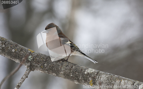 Image of chaffinch