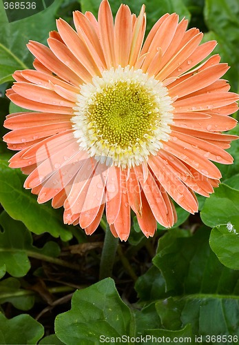 Image of orange gerbera