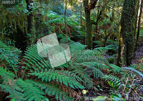 Image of tree ferns and rainforest