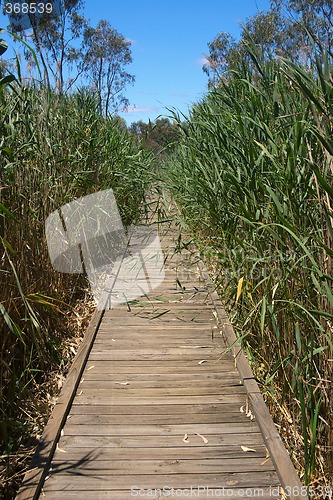 Image of boardwalk in reeds