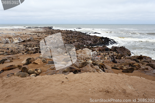 Image of sea lions in Cape Cross, Namibia, wildlife