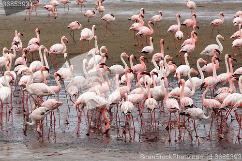 Image of Rosy Flamingo colony in Walvis Bay