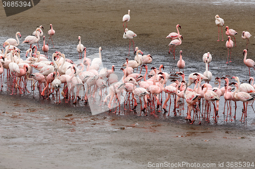 Image of Rosy Flamingo colony in Walvis Bay