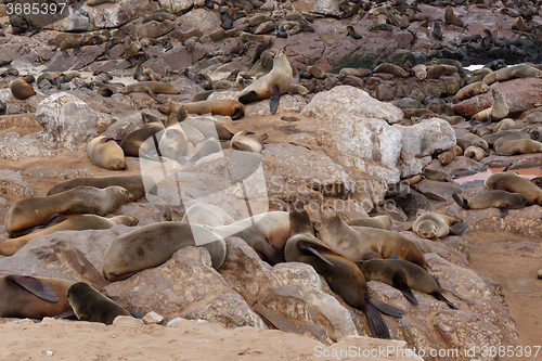 Image of sea lions in Cape Cross, Namibia, wildlife