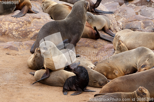 Image of Small sea lion baby in Cape Cross