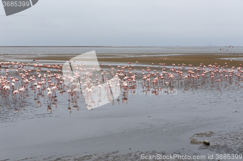 Image of Rosy Flamingo colony in Walvis Bay