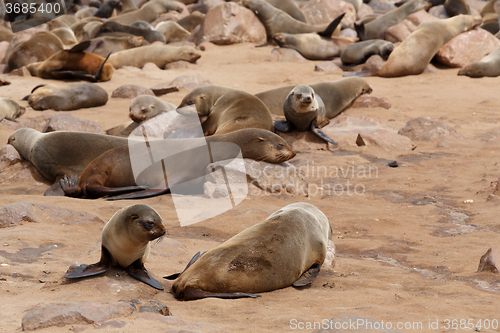 Image of sea lions in Cape Cross, Namibia, wildlife