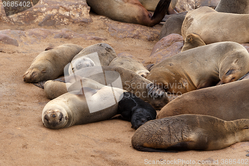 Image of Small sea lion baby in Cape Cross