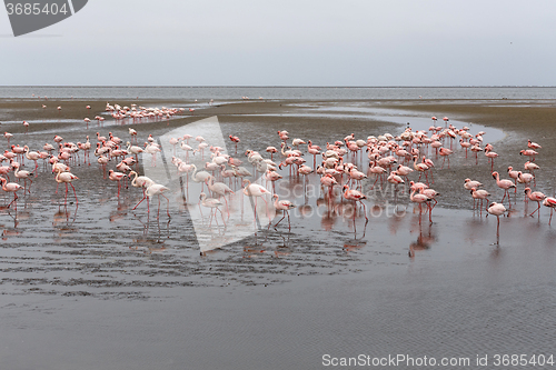 Image of Rosy Flamingo colony in Walvis Bay