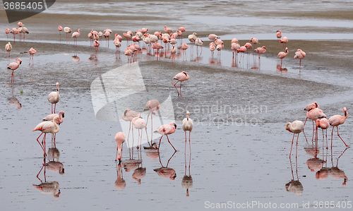 Image of Rosy Flamingo colony in Walvis Bay