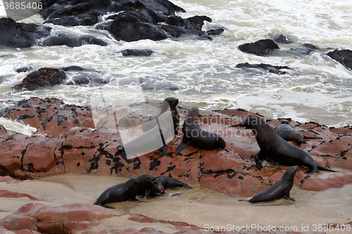 Image of sea lions in Cape Cross, Namibia, wildlife