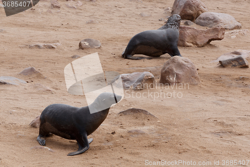 Image of sea lions in Cape Cross, Namibia, wildlife