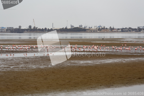 Image of Rosy Flamingo colony in Walvis Bay