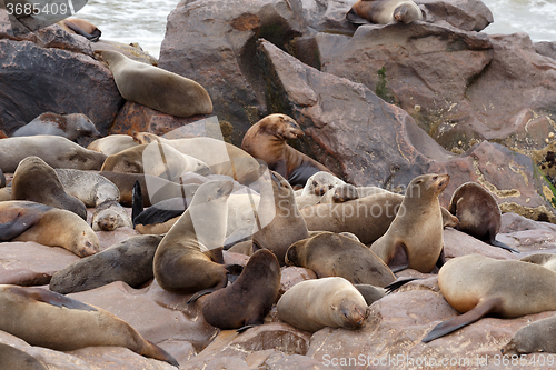 Image of sea lions in Cape Cross, Namibia, wildlife