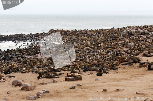 Image of sea lions in Cape Cross, Namibia, wildlife